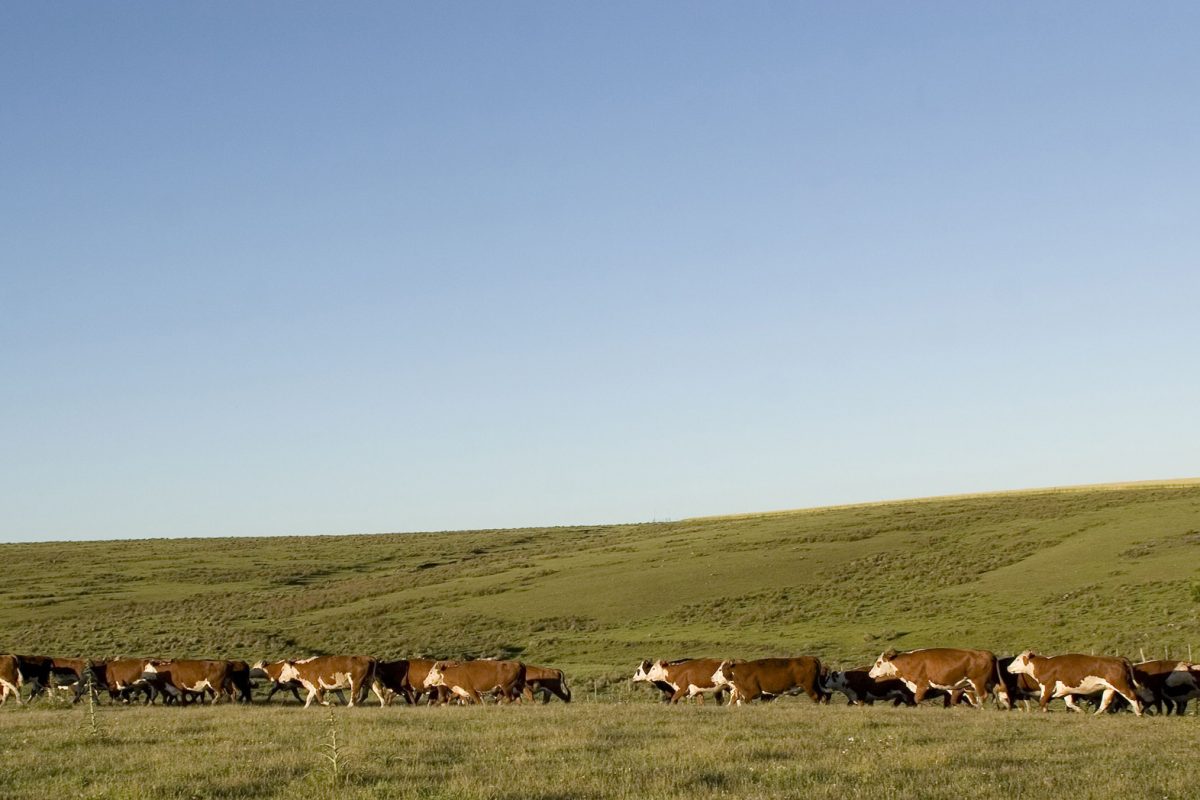 Pictures of cattle eating in the pastures